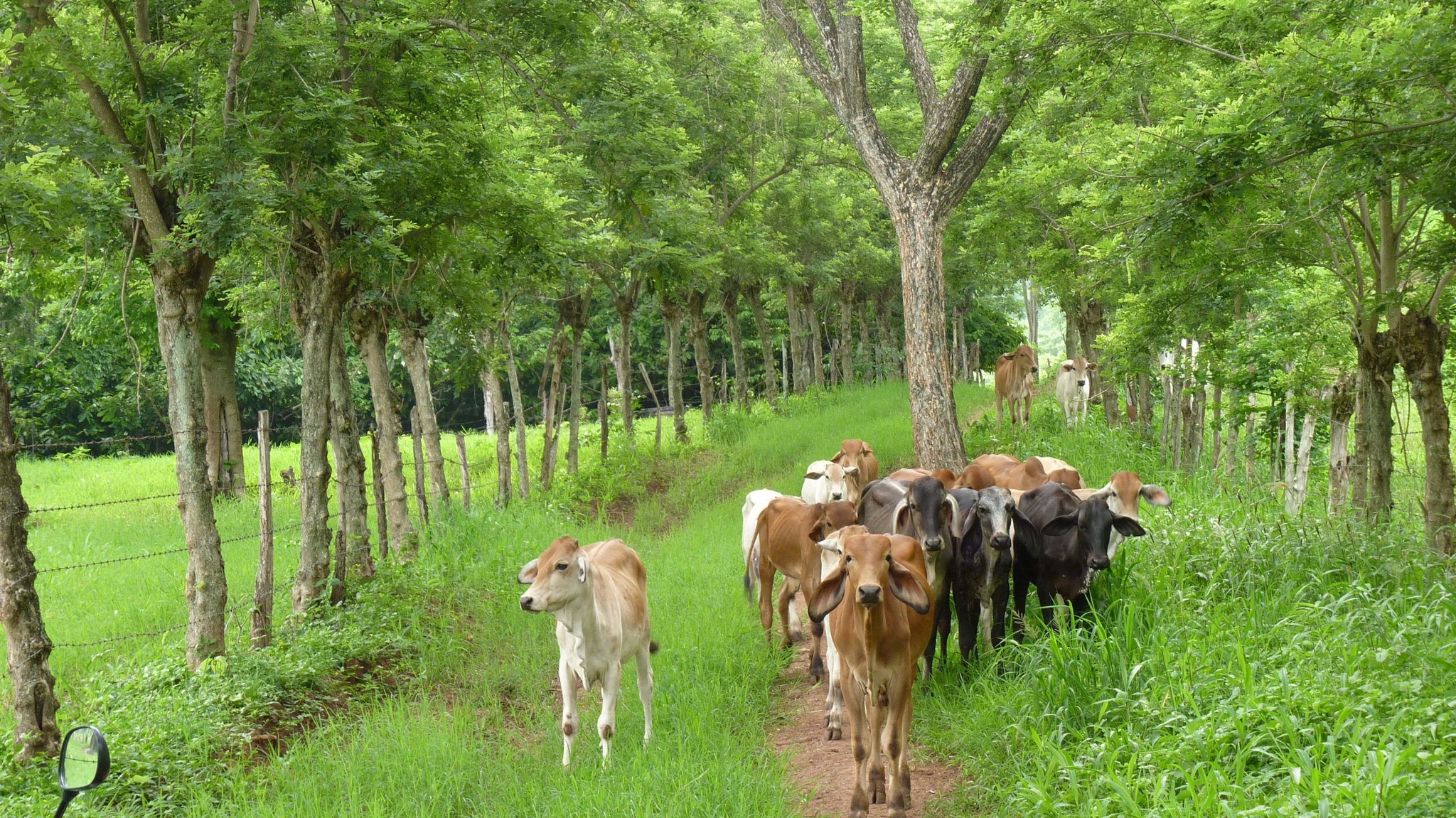 Las Cercas Vivas: Una Solución Ecológica y Económica para la Ganadería Sostenible