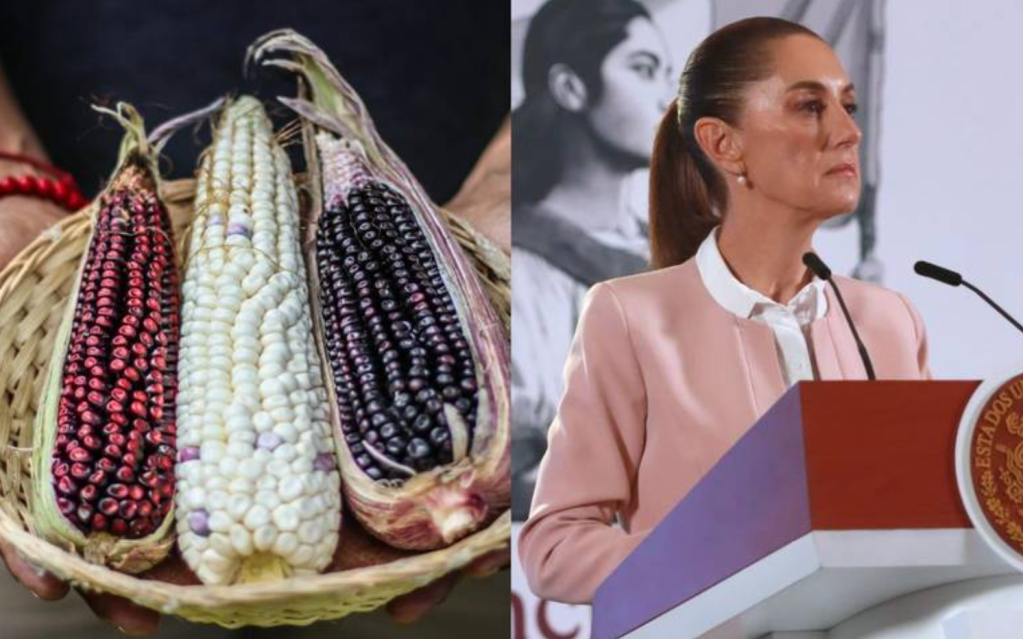 Es nuestra obligación conservar maíz mexicano, que no sea transgénico:&nbsp;Sheinbaum