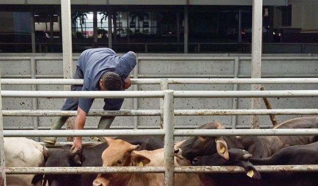 Implementa Agricultura estrategia integral para erradicar tuberculosis bovina en sur del país