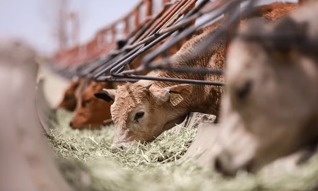 Por cierre de fronteras, aseguran que precio de ganado de exportación bajó 50%; exhortan a ganaderos a&nbsp;esperar