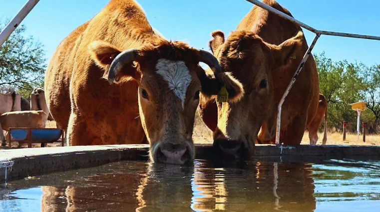 Ganaderos no escatiman esfuerzos ante los estragos de la sequía – TumbaPato®