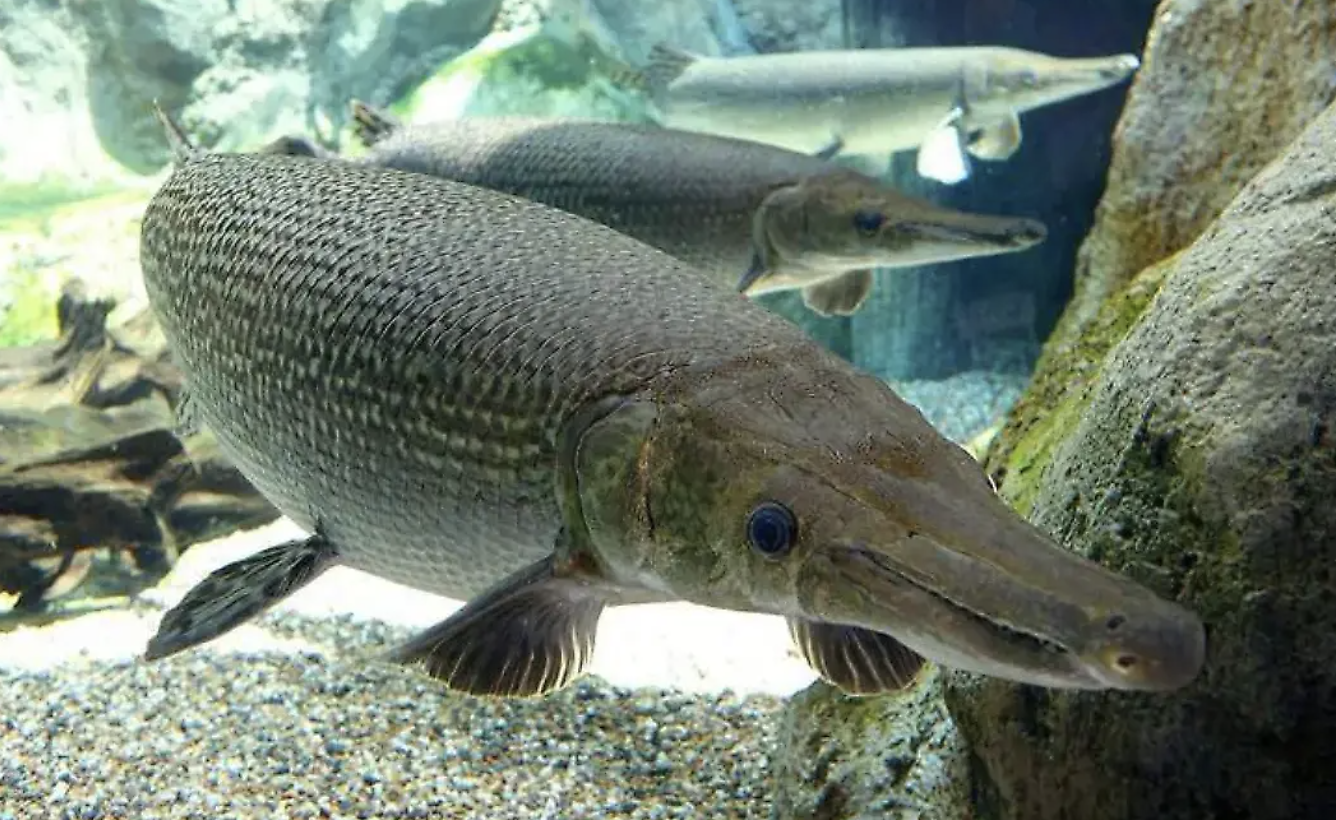 Busca SEDAP a la Mojarra y al Pejelagarto más grandes de Tabasco