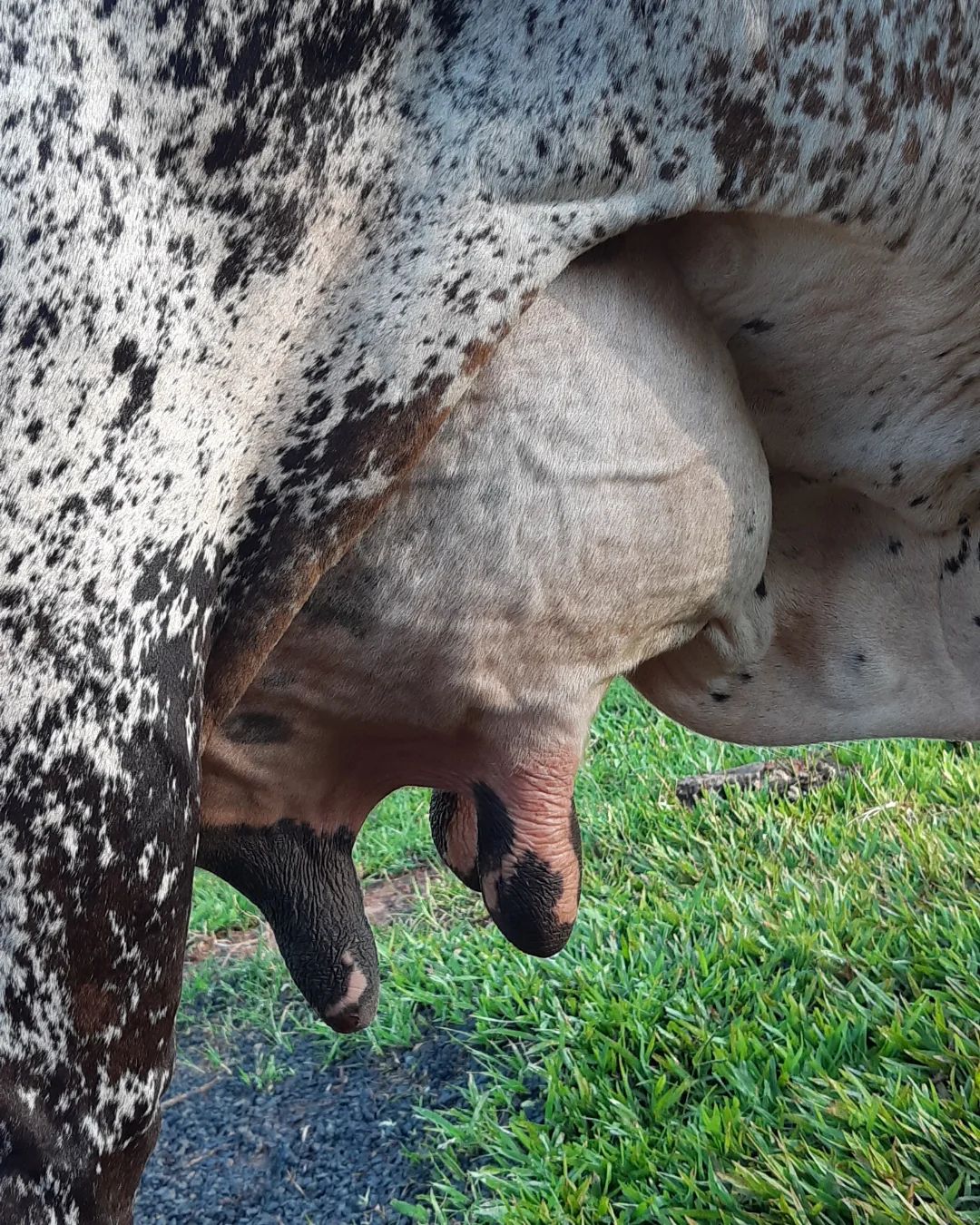 🐄 Cuidado de las Ubres y Técnicas de Ordeño: Claves para una Producción Lechera Saludable 🐄