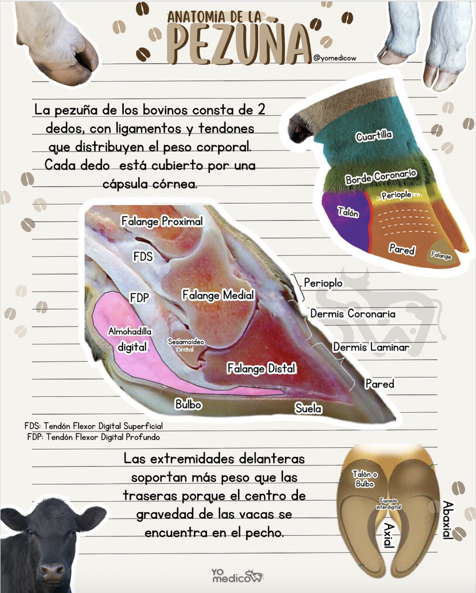 Anatomía y Cuidado de las Pezuñas en el Ganado Bovino – TumbaPato®