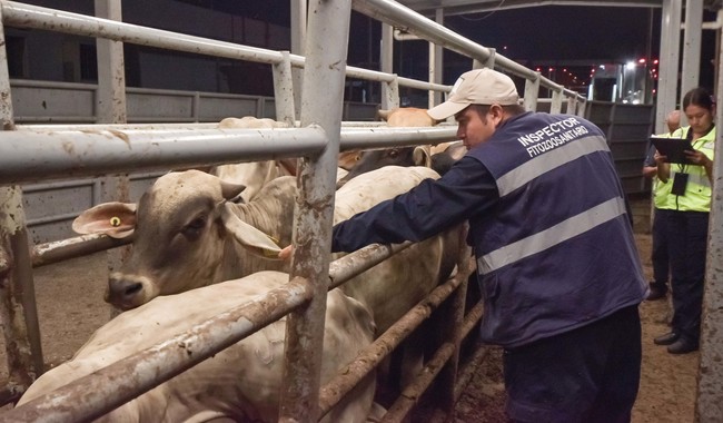 AGRICULTURA y Chapingo unen fuerzas contra el gusano barrenador del ganado