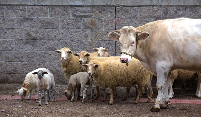 Refuerza AGRICULTURA medidas preventivas contra la rabia paralítica en bovinos en&nbsp;Zacatecas