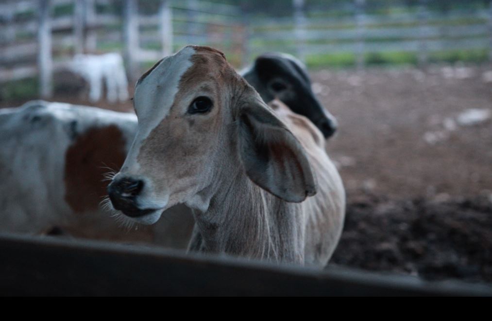Carne de alta calidad: el impulso del Plan Campeche a 6,500 ganaderas y ganaderos