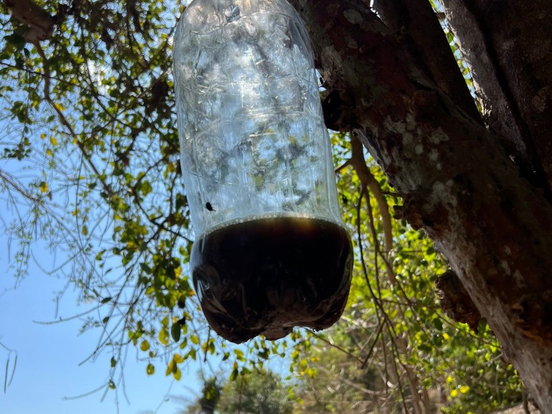 Ganaderos recomiendan aplicar atrayentes caseros contra gusano&nbsp;barrenador