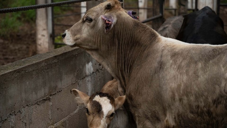 Ganaderos de Acapulco alertan por 500 casos de gusano&nbsp;barrenador