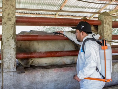 Reporta AGRICULTURA reducción del 57% en casos activos de Gusano Barrenador del&nbsp;Ganado