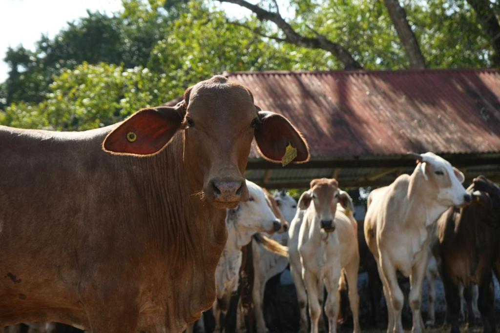 Pequeños productores de Balancán y Tenosique agradecen al Gobierno del Pueblo por apoyar a “los de abajo” con Crédito Ganadero a la&nbsp;Palabra