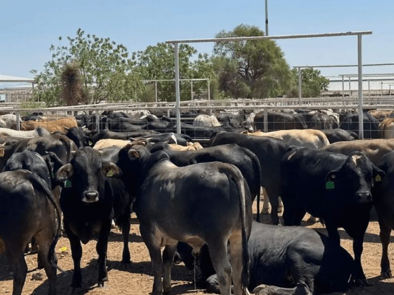 Ganaderos de Parral rechazan que EU importe carne argentina; exportación mexicana solucionaría&nbsp;problemas
