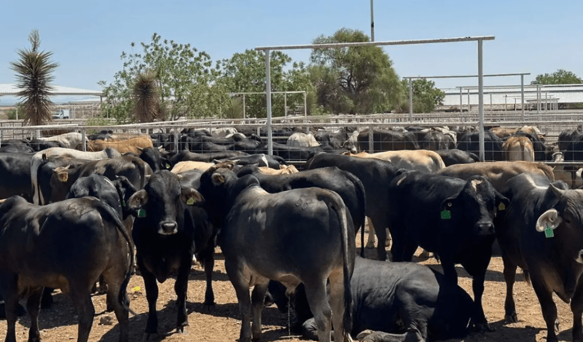 Ganaderos de Parral rechazan que EU importe carne argentina; exportación mexicana solucionaría&nbsp;problemas