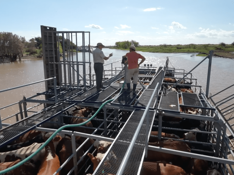 Crisis Ganadera en México: El alto costo de descuidar la Frontera&nbsp;Sur