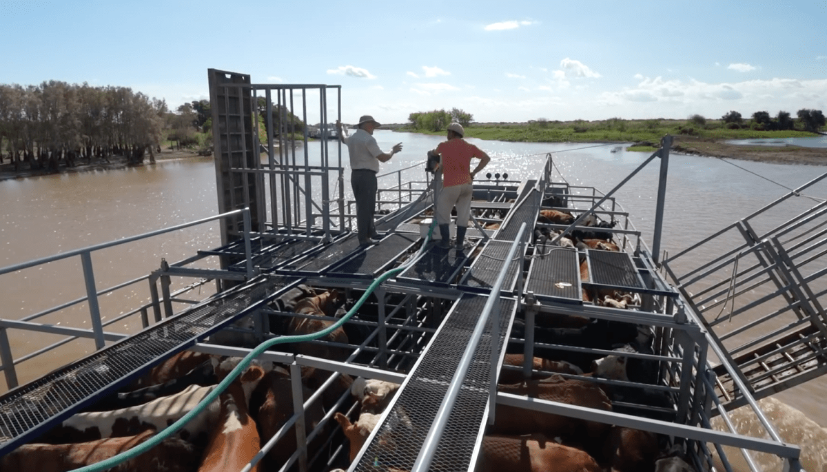 Crisis Ganadera en México: El alto costo de descuidar la Frontera&nbsp;Sur