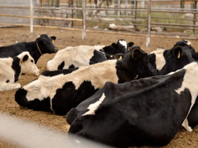 Piden a ganaderos vacunar sus&nbsp;animales