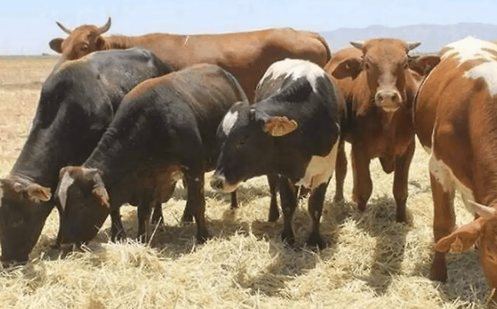 Ganaderos de Mazatlán, contra la pared por altos cobros de luz