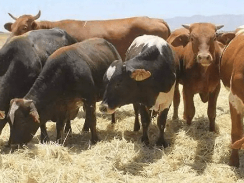 Pese a cierre de frontera al ganado, productores no han optados por otros&nbsp;animales