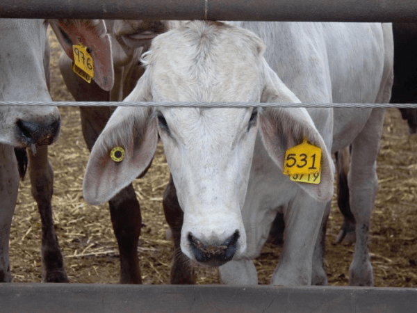 Sin exportaciones por cierre fronterizo, ganaderos de Nuevo Laredo recurren al mercado&nbsp;interno