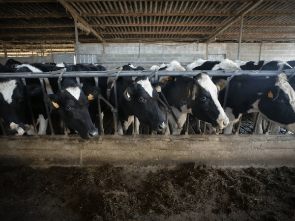 Los ganaderos se oponen al acuerdo UE-Australia: “No sabemos si han engordado el cordero con hormonas prohibidas en Europa hace 35&nbsp;años”