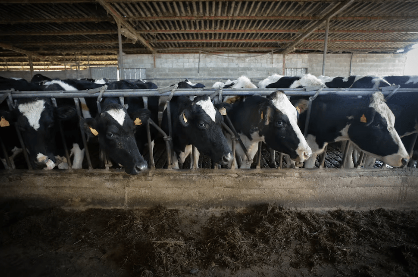 Los ganaderos se oponen al acuerdo UE-Australia: “No sabemos si han engordado el cordero con hormonas prohibidas en Europa hace 35&nbsp;años”