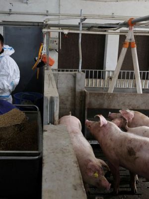 Aumento de costo de piensos por guerra en Irán agrava problemas de ganaderos porcinos&nbsp;chinos