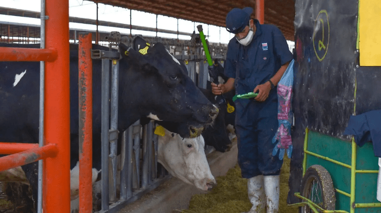 Aunque descartaron un caso, la amenaza sigue: Aguascalientes endurece medidas contra el gusano barrenador en su&nbsp;ganado