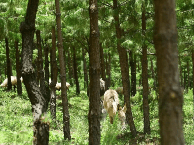 Ganaderos del Edomex se convierten en guardabosques gracias al sistema agrosilvopastoril