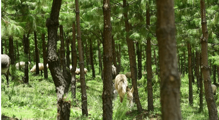 Ganaderos del Edomex se convierten en guardabosques gracias al sistema agrosilvopastoril