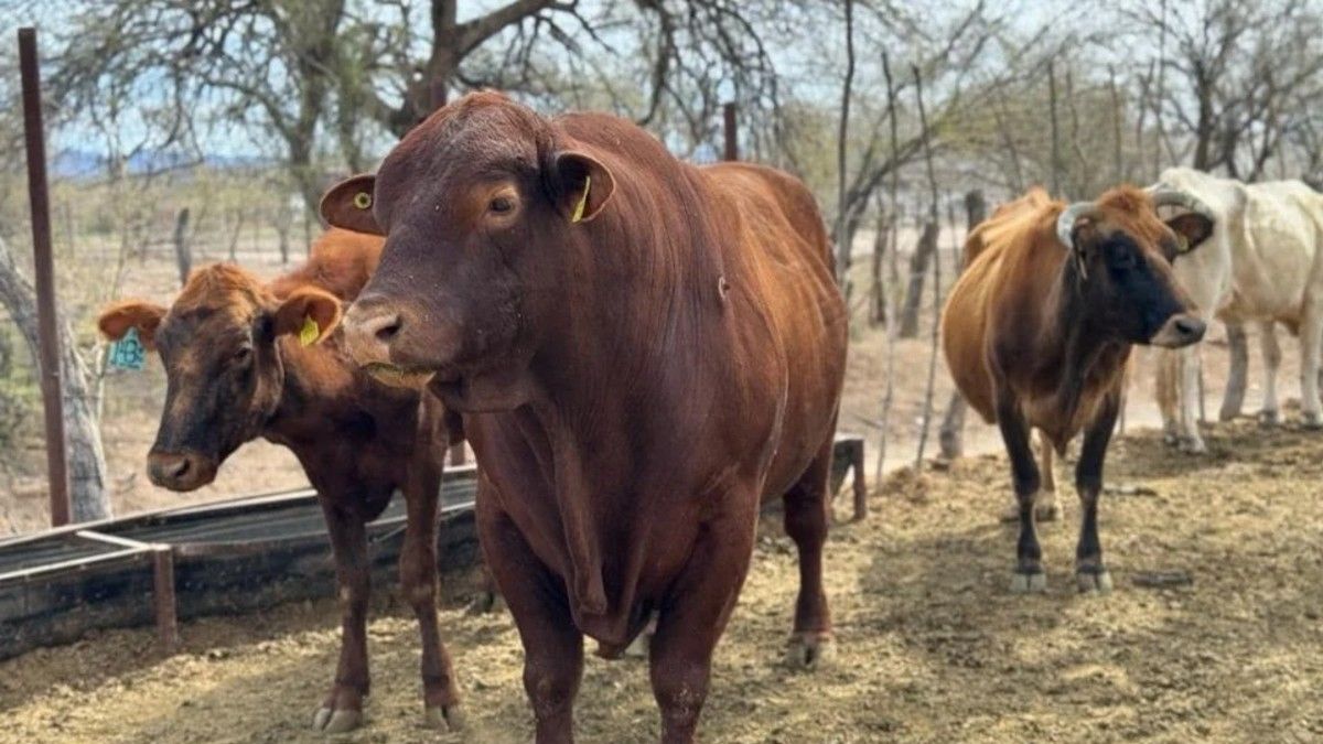 USDA anuncia reapertura gradual de la frontera