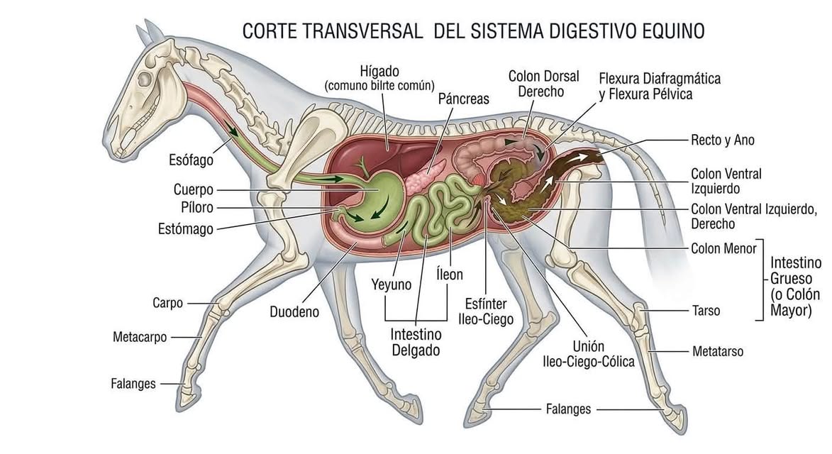 Anatomía Veterinaria Aplica: Biomecánica y Fisiología Digestiva Equina